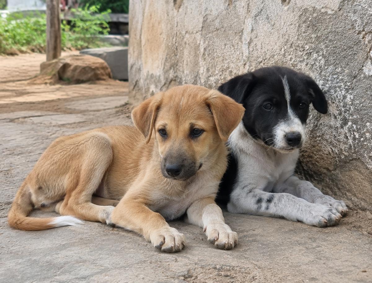 Two Indie puppies resting safely beside a village wall